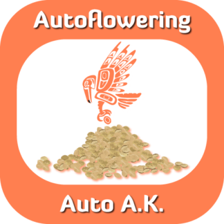 Auto A.K. seeds