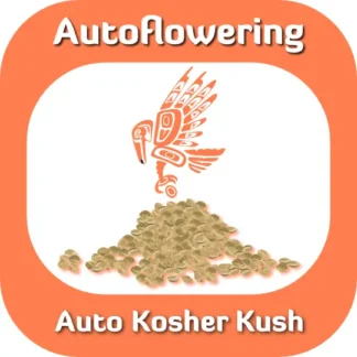 Autoflower Auto Kosher Kush seeds