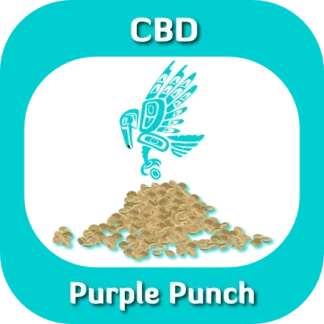Purple Punch seeds