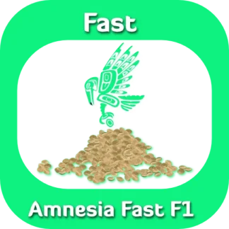 Amnesia Fast F1 seeds