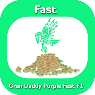 Gran Daddy Fast F1 seeds