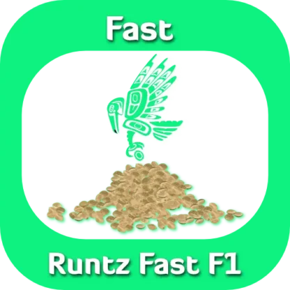 Runtz Fast F1 seeds