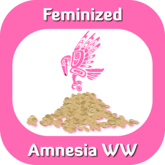 Feminized Amnesia WW seeds
