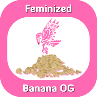 Feminized Banana OG seeds