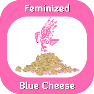 Feminized Blue Cheese seeds