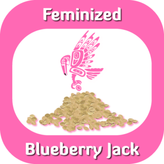 Feminized Blueberry Jack seeds