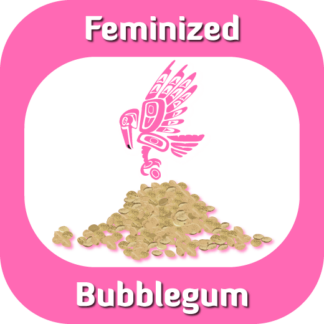 Feminized Bubblegum seeds