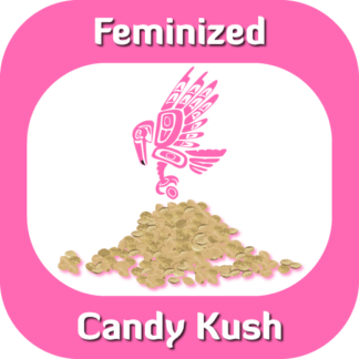 Feminized Candy Kush seeds