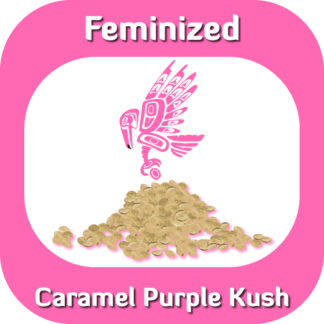 Feminized Caramel Purple Kush seeds