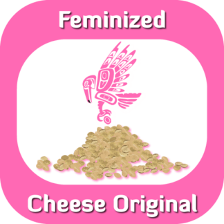 Feminized Cheese Original seeds