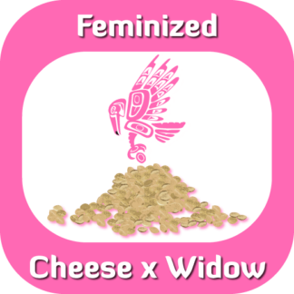 Feminized Cheese x Widow seeds
