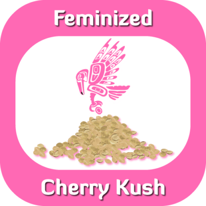 Feminized Cherry Kush seeds