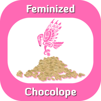 Feminized Chocolope seeds