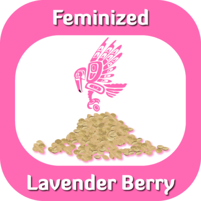 Feminized Lavender Berry seeds