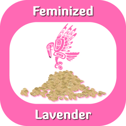 Feminized Lavender seeds