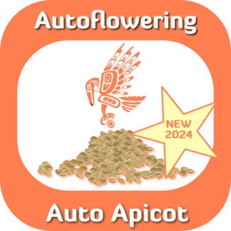 Autoflower Auto Apicot seeds