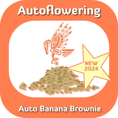 Autoflower Auto Banana Brownie seeds