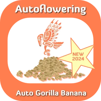 Autoflower Auto Gorilla Banana seeds