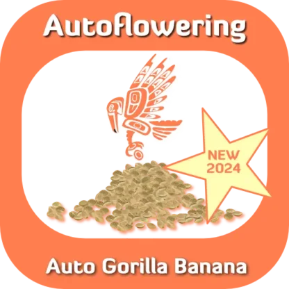 Autoflower Auto Gorilla Banana seeds