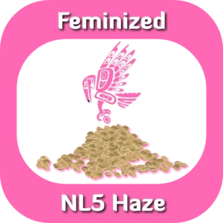 Feminized NL5 Haze seeds