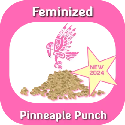 Feminized Pinneaple Punch seeds