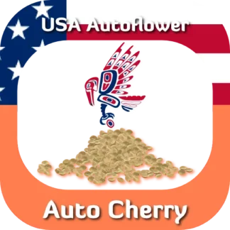 Auto Cherry seeds