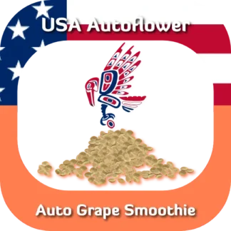 Auto Grape Smoothie seeds