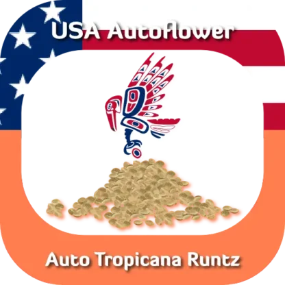 Auto Tropicana Runtz seeds