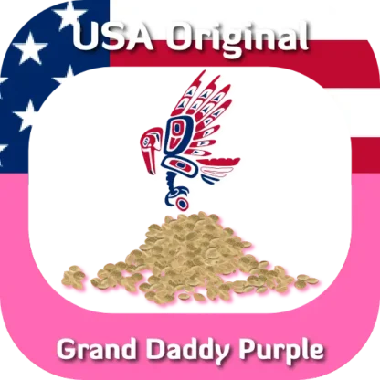 Grand Daddy Purple seeds