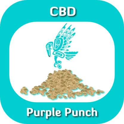 Purple Punch seeds