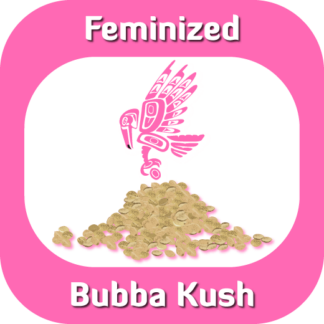 Feminized Bubba Kush seeds