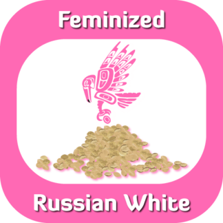 Feminized Russian White seeds