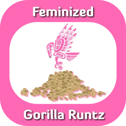 Feminized Gorilla Runtz seeds