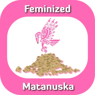 Feminized Matanuska seeds