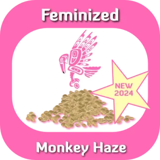 Feminized Monkey Haze seeds