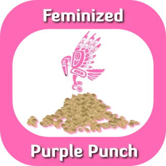 Feminized Purple Kush seeds