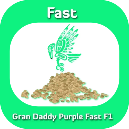 Gran Daddy Fast F1 seeds