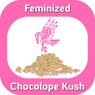 Feminized Chocolope Kush seeds