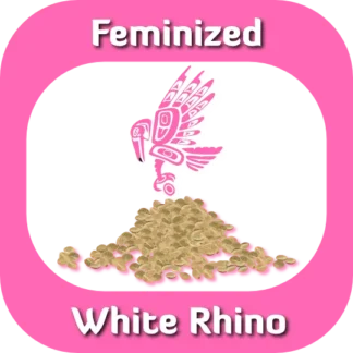 Feminized White Rhino seeds