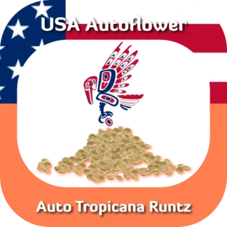 Auto Tropicana Runtz seeds